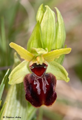 Ophrys sphegodes