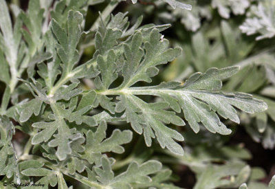 Artemisia absinthium