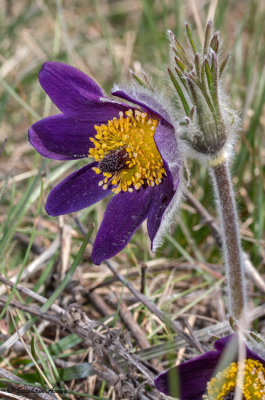 Pulsatilla montana