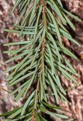 Pseudotsuga menziesii