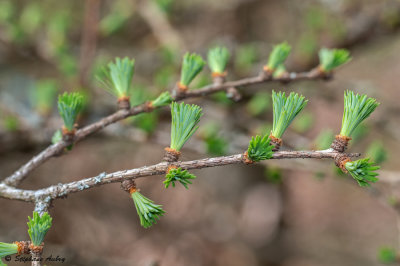 Larix kaempferi