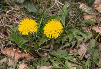 Taraxacum officinale