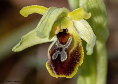 Ophrys araneola