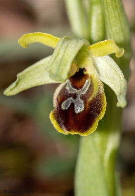 Ophrys araneola