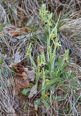 Ophrys araneola