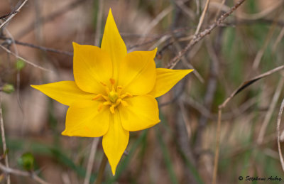 Tulipa sylvestris subsp. sylvestris
