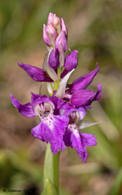 Androrchis mascula