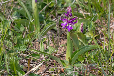 Androrchis mascula