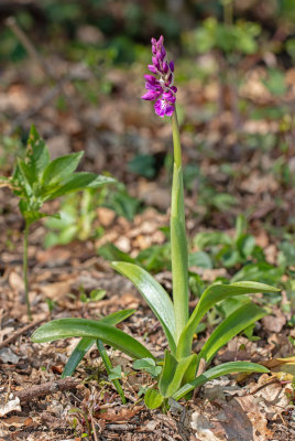 Androrchis mascula