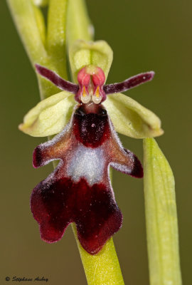 Ophrys insectifera