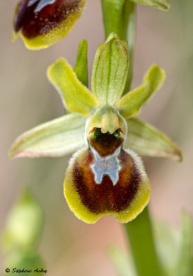 Ophrys araneola