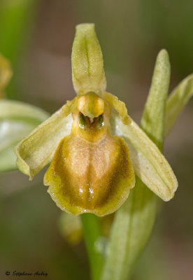 Ophrys araneola