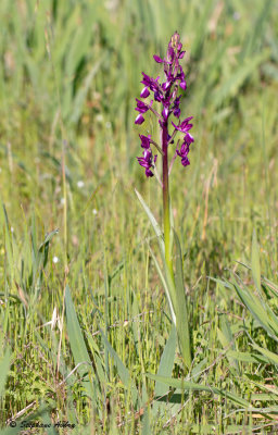 Anacamptis laxiflora