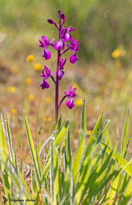 Anacamptis laxiflora