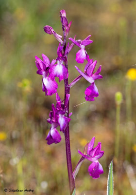 Anacamptis laxiflora