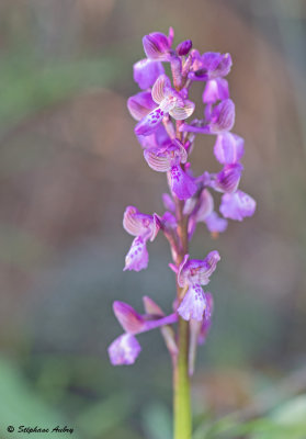 Anacamptis picta