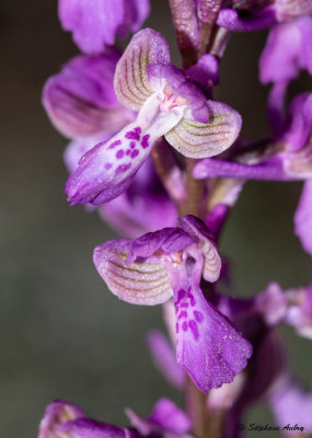 Anacamptis picta