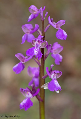 Anacamptis picta