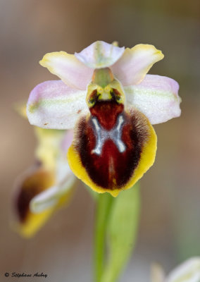 Ophrys splendida