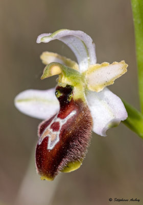 Ophrys splendida