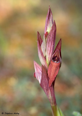 Serapias vomeracea