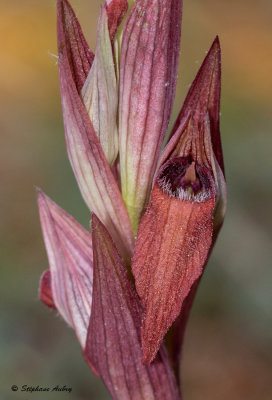 Serapias vomeracea