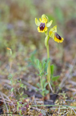 Ophry lutea