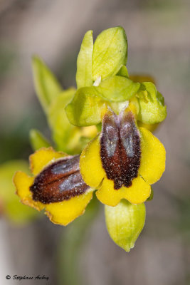 Ophry lutea
