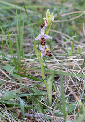 Ophrys scolopax