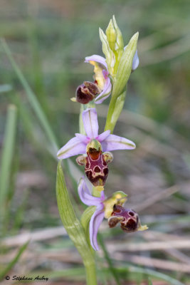 Ophrys scolopax