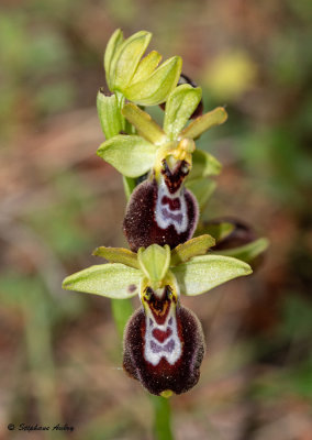 Ophrys lutea x O. provincialis
