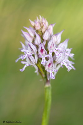 Neotinea tridentata