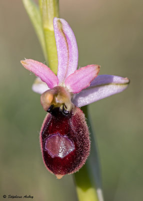 Ophrys drumana