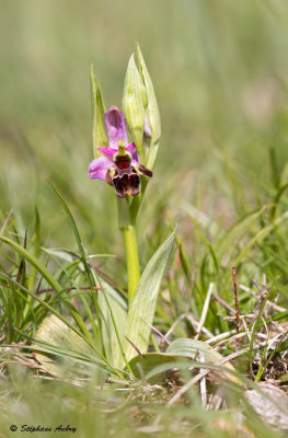 Ophrys demangei