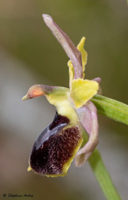 Ophrys araneola x O. drumana