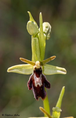 Ophrys drumana x O. insectifera