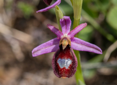 Ophrys drumana