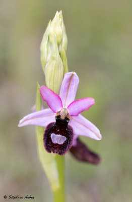 Ophrys drumana