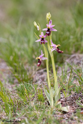 Ophrys drumana