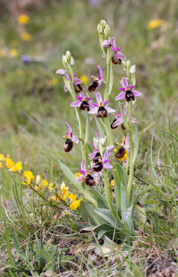 Ophrys drumana