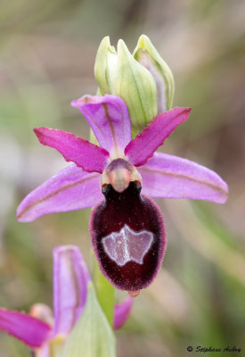 Ophrys drumana