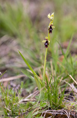 Ophrys insectifera