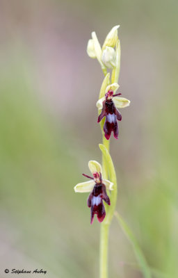 Ophrys insectifera
