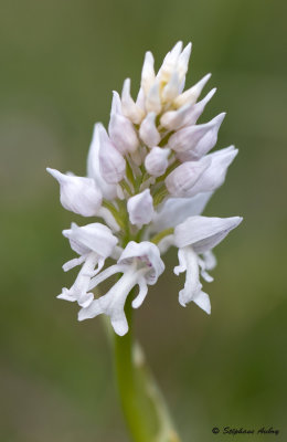 Orchis militaris f. albiflora