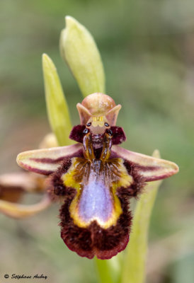 Ophrys ciliata