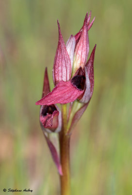 Serapias strictiflora