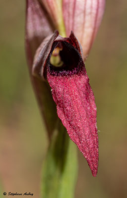 Serapias strictiflora