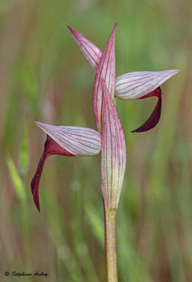 Serapias olbia