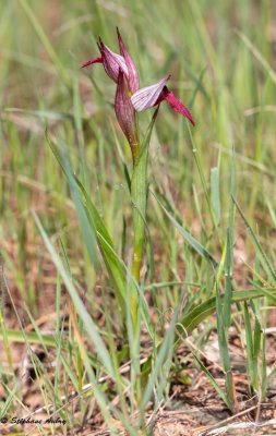 Serapias olbia