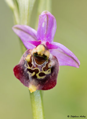 Ophrys fuciflora